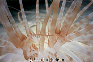 Sand Anemone close-up on night dive at Bari Reef. by Lisa Hinderlider 